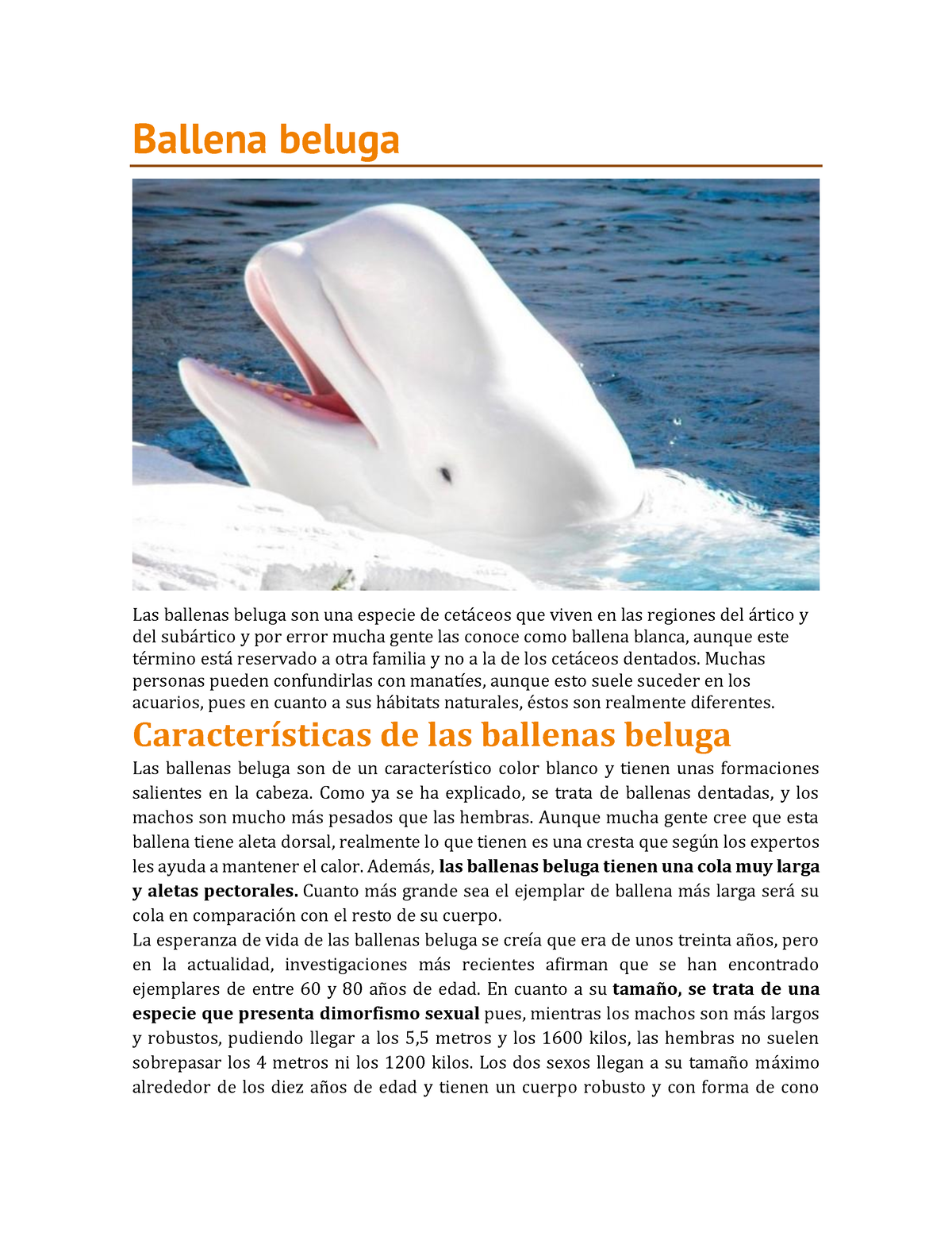 Ballena beluga - informe escrito acerca de las descripciones ...