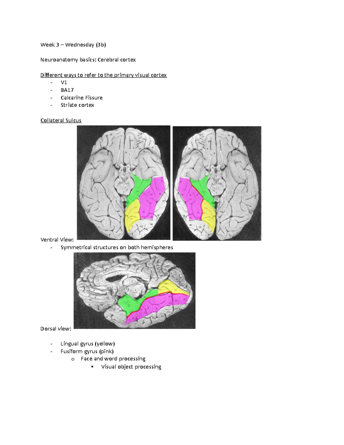 Week 3 - Lecture Notes 3 - Week 3 – Wednesday (3b) Neuroanatomy Basics ...