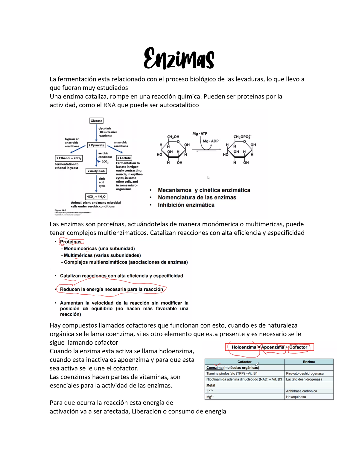 Enzimas Apuntes Primer Semestre Enzimas La Fermentaci N Esta