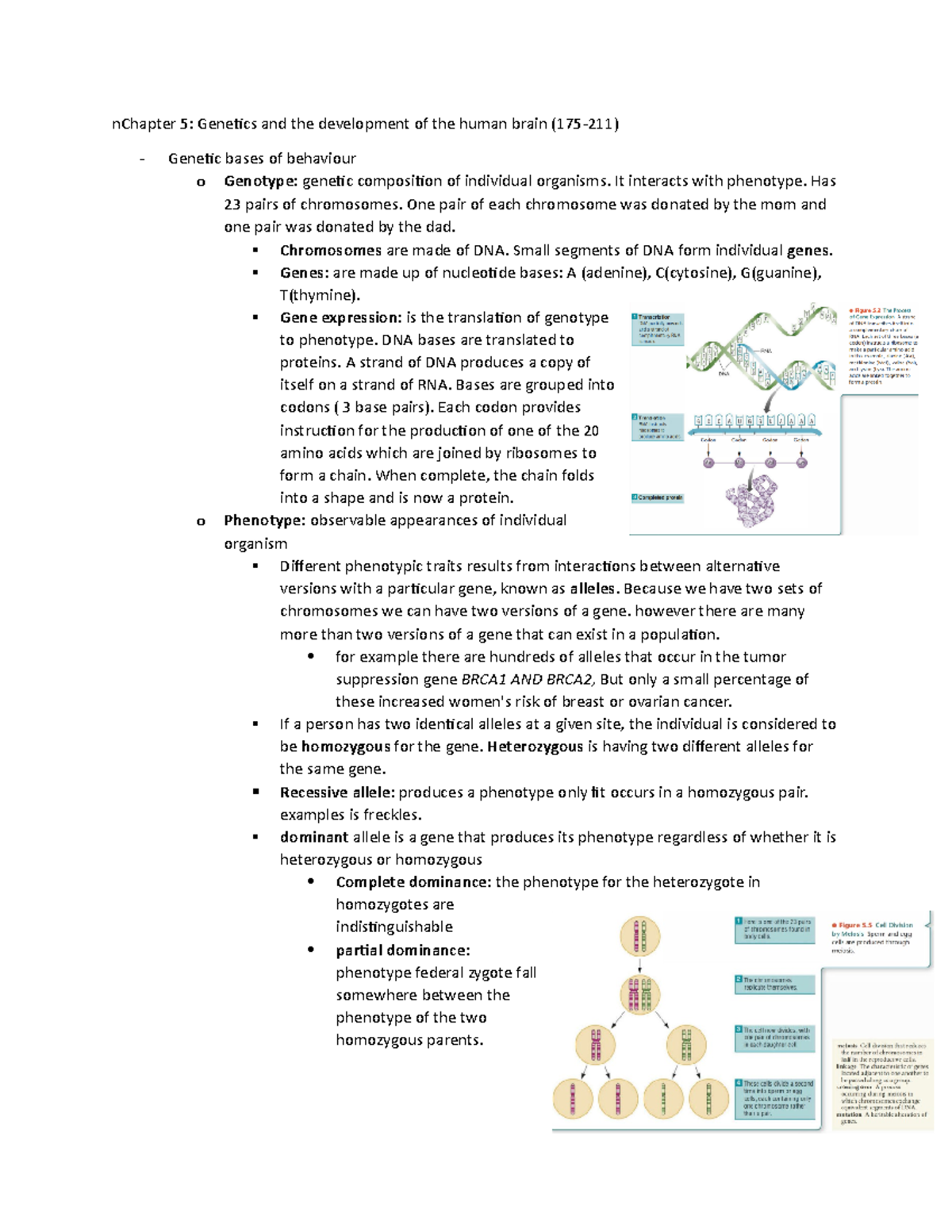 Psyb64 textbook notes part 2 - nChapter 5: Genetics and the development ...