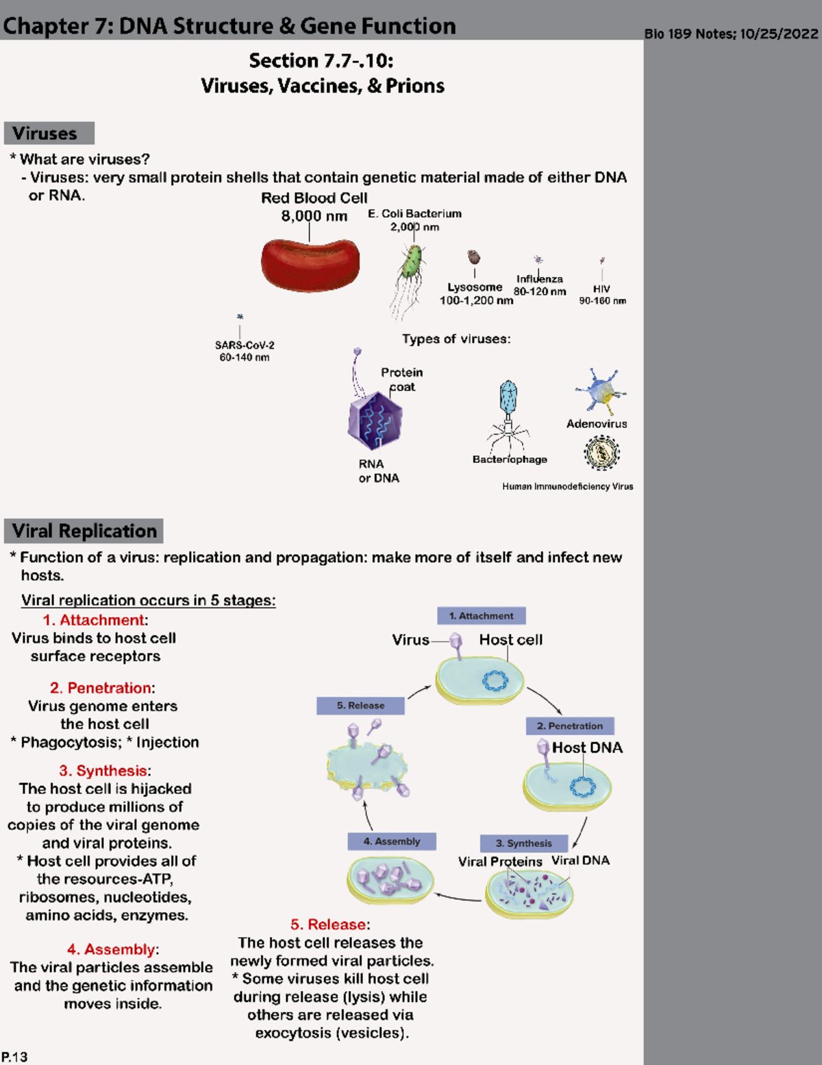 Chapter 7; Section 7-10 - BIOL 189 - Studocu