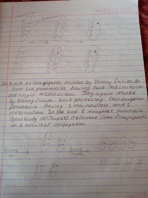 Detailednotes - Notes for BIO 302 - Chapter 17: 