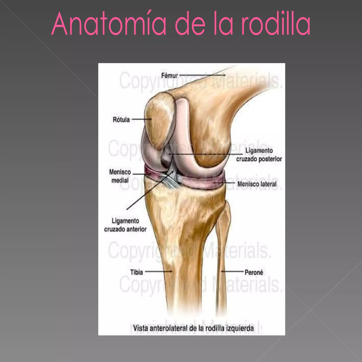 Document (13) - Epidemiologia - Anatomía de la rodilla Copyrigh Fémur ...