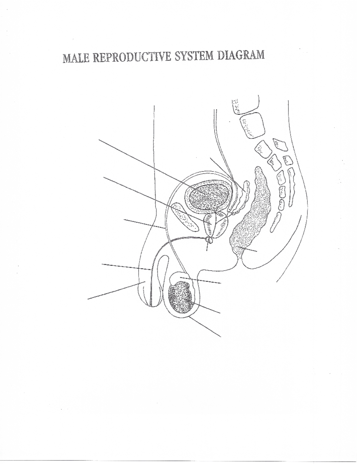 Male Reproductive System - Bio 203 010 - Studocu