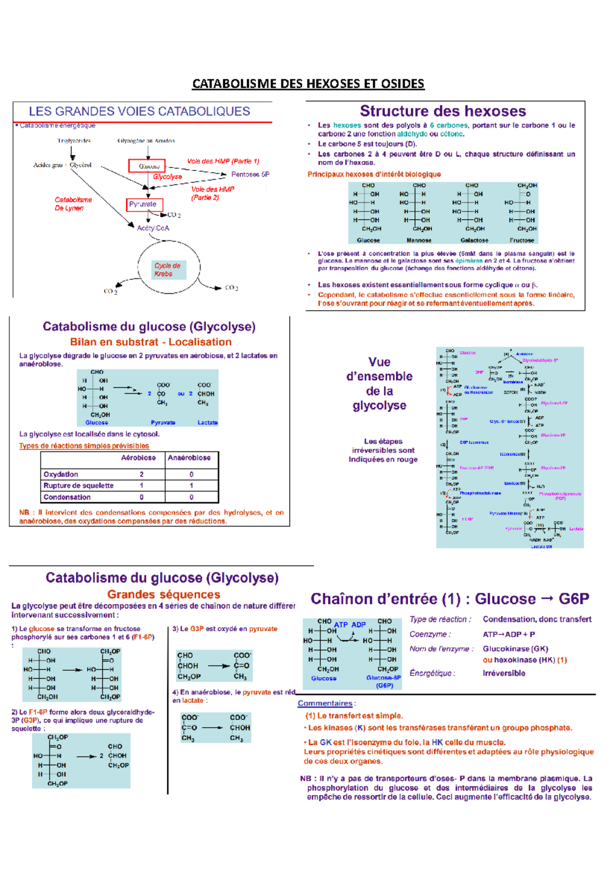 Catabolisme DES Hexoses ET Osides - Métabolisme énergétique ...