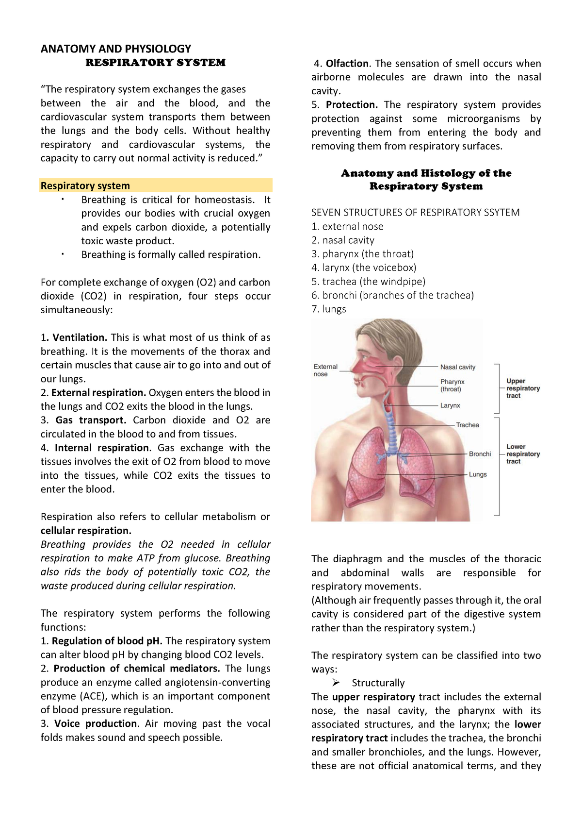 Respiratory System - nursing - Studocu