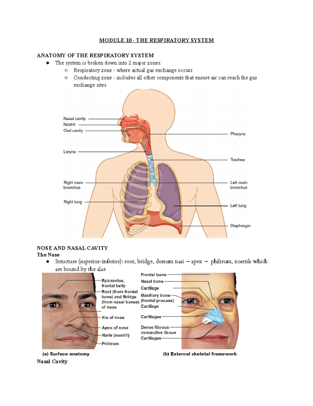 The Respiratory System - MODULE 10 THE RESPIRATORY SYSTEM ANATOMY OF ...