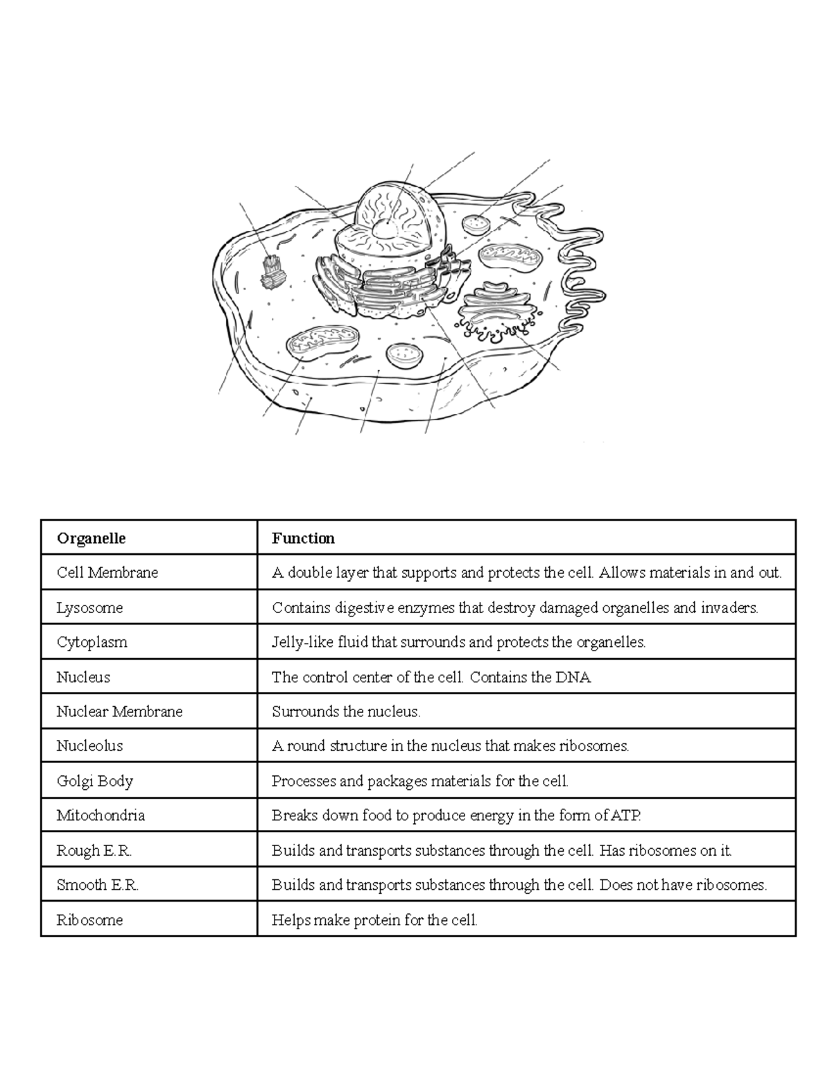 The Ultimate Guide To Cell Types & Effector Responses - 7e6r6is