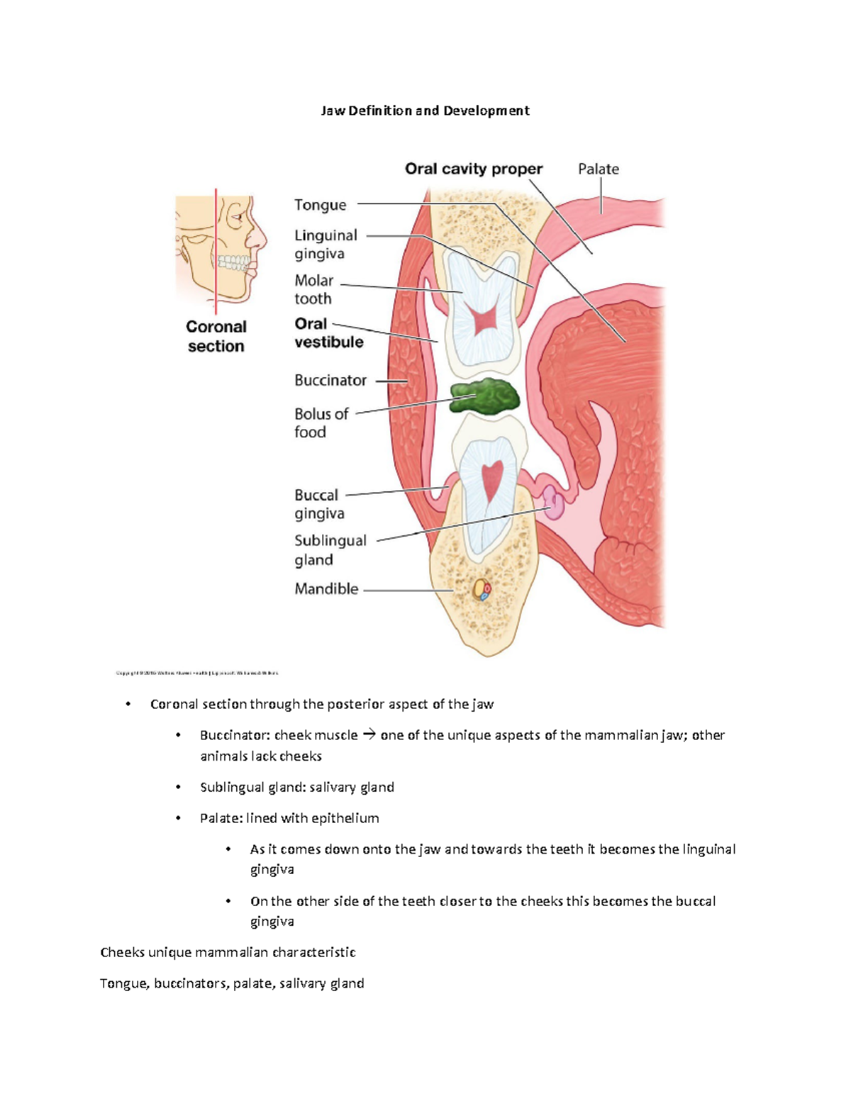 Jaw Definition and Development Jaw Definition and Development Coronal