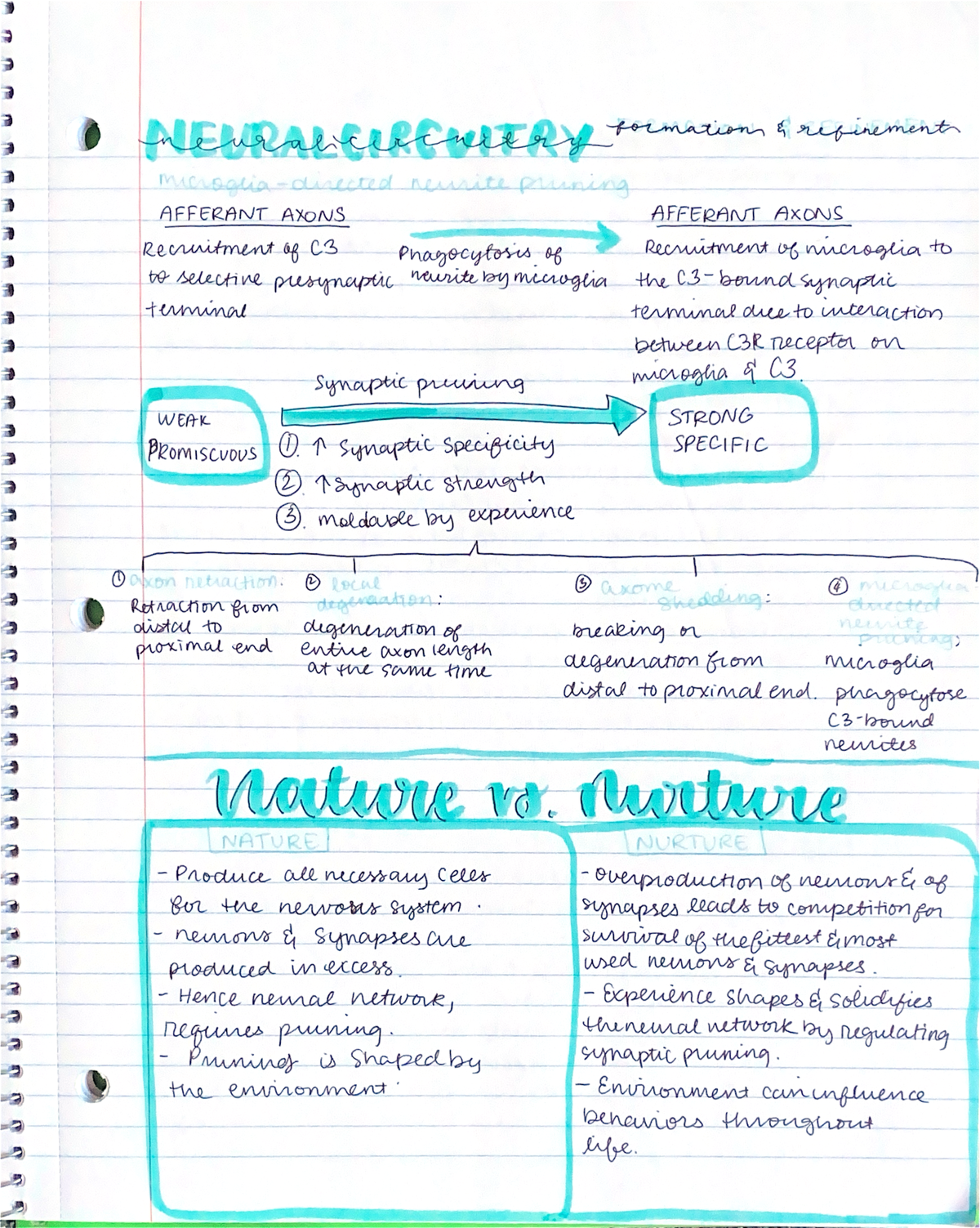 Neural Circuitry - lecture notes - refinement AFFERANT AXONS AFFERANT ...