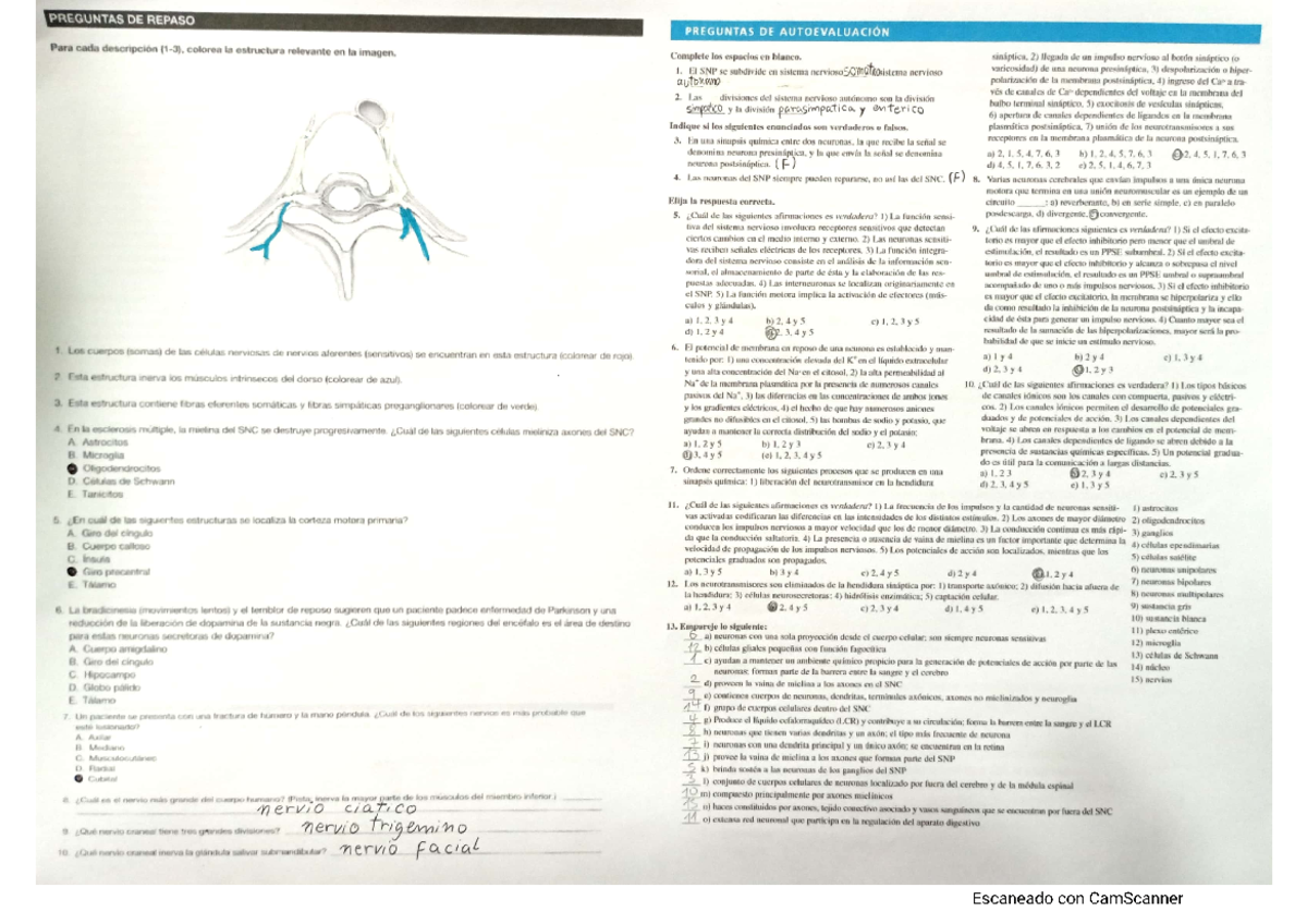 Cuestionario Nervioso - Anatomia - Studocu