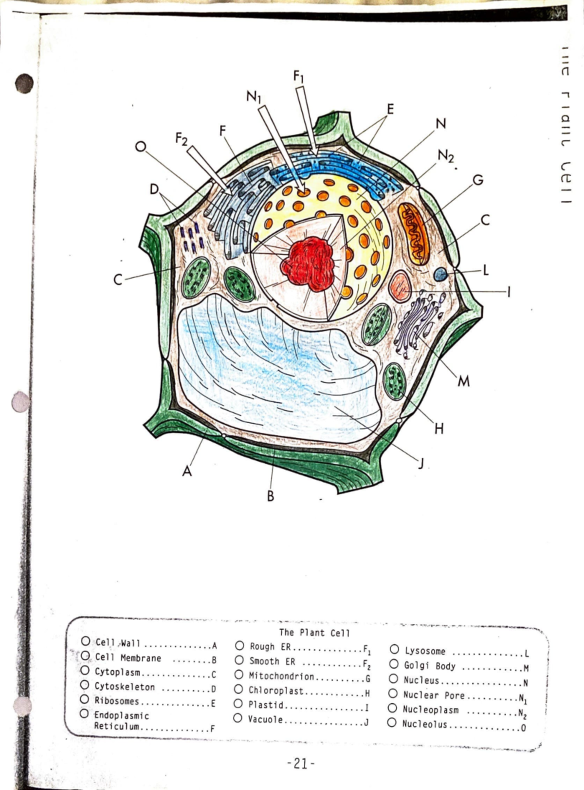 Cell colored diagram - Class notes. - :v r= C C ####### 0 Cel .-Wall ...