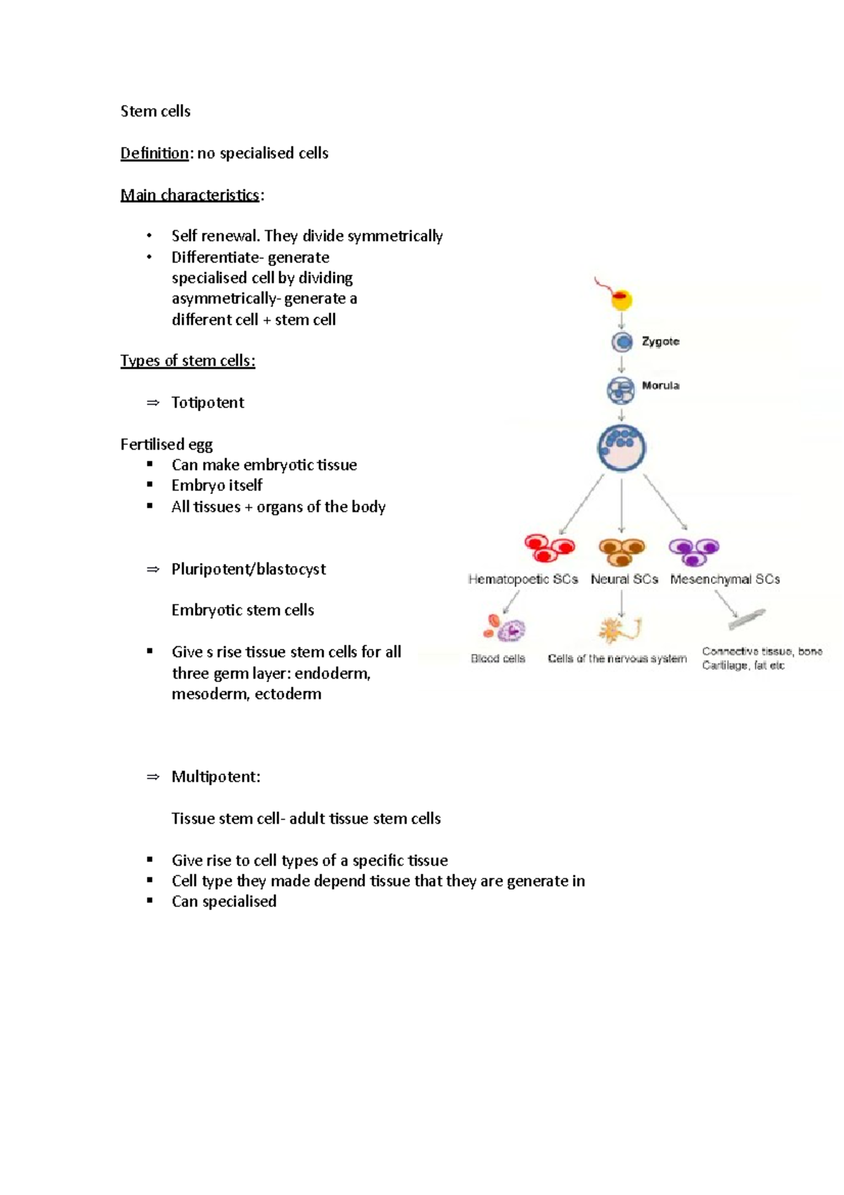 Stem Cells Lecture Notes 20 Stem Cells Definition No Specialised Cells Main Characteristics 5601