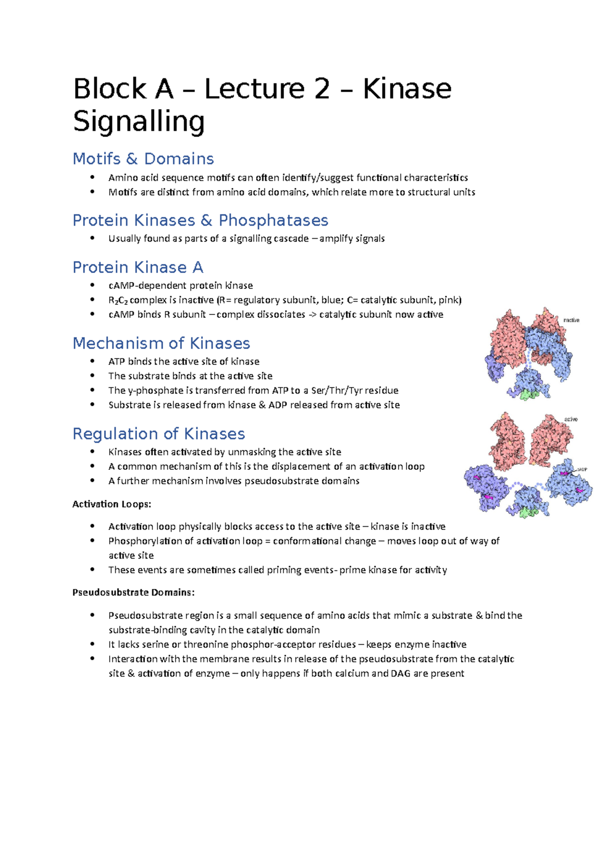 Block A Lecture 2 Kinase Signalling Block A Lecture 2 Kinase Signalling Motifs & Studocu