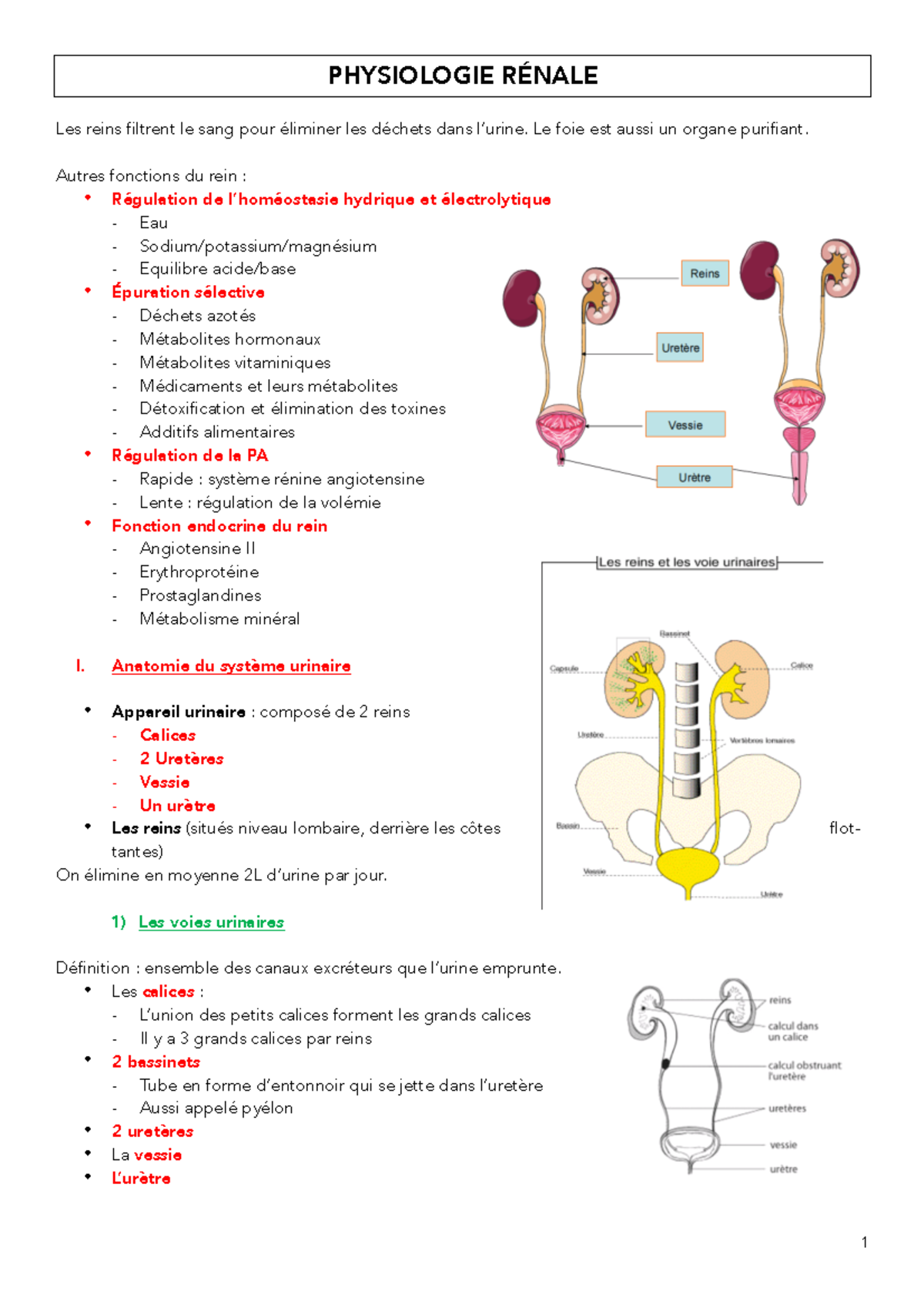 Physiologie Renal TD Corrige