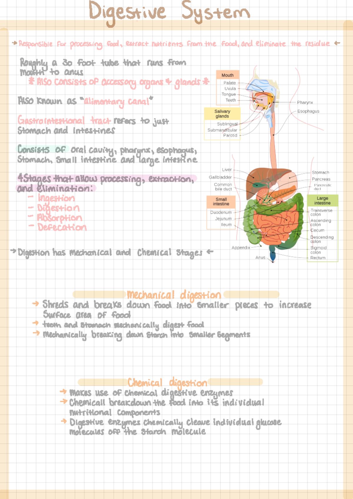 Digestive System - Summary - Digestive System ³ ####### Responsible for ...