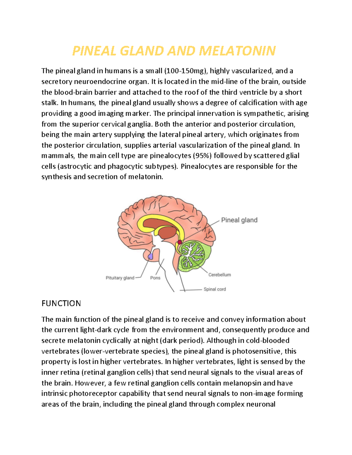 Pineal Gland AND Melatonin - PINEAL GLAND AND MELATONIN The pineal ...