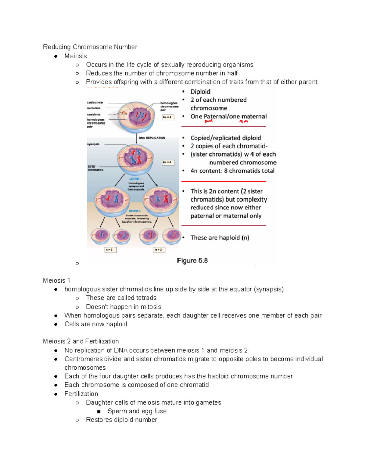 Lec. 14 Meiosis - prof.lewis - Reducing Chromosome Number Meiosis ...