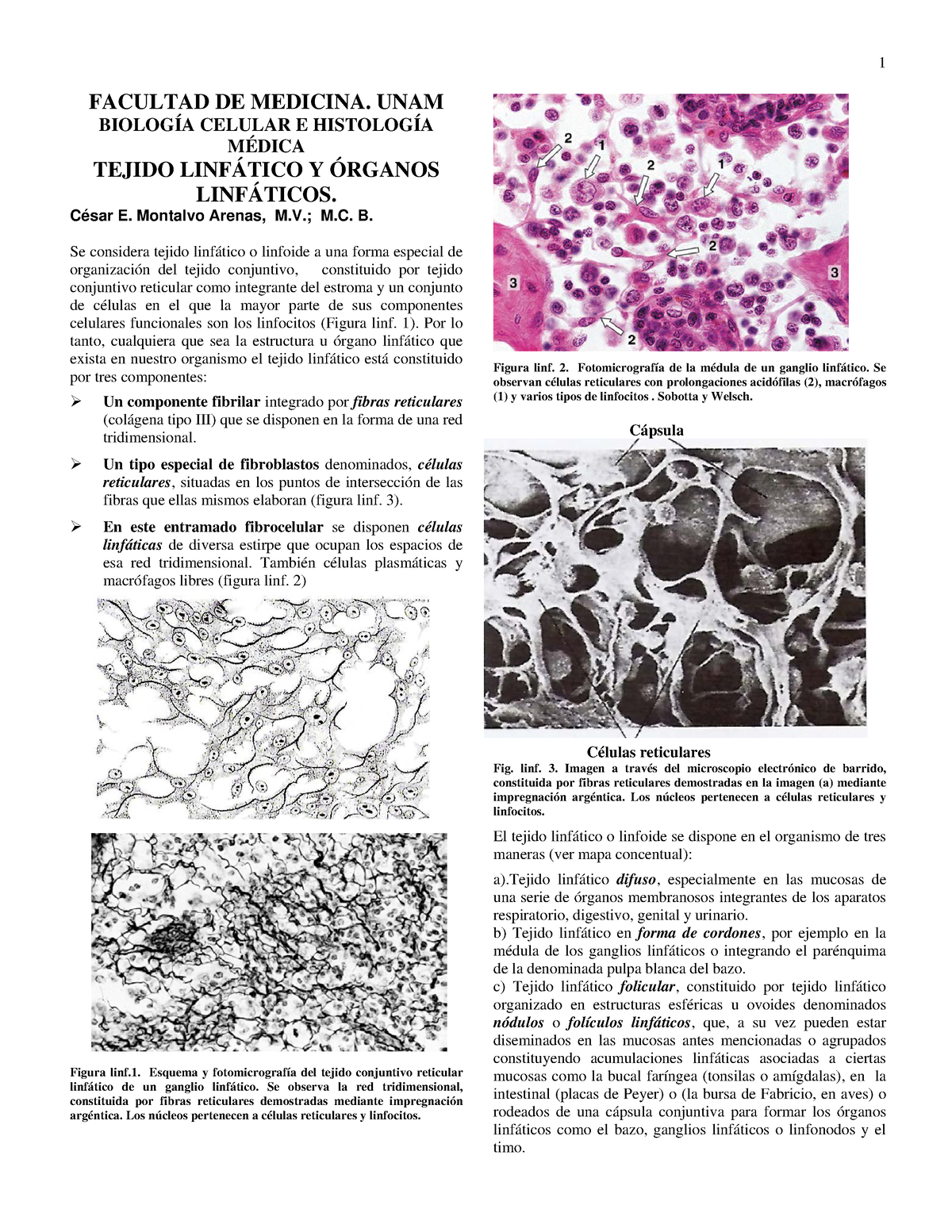 Tejido Linfático Y Órganos Linfáticos - FACULTAD DE MEDICINA. UNAM ...