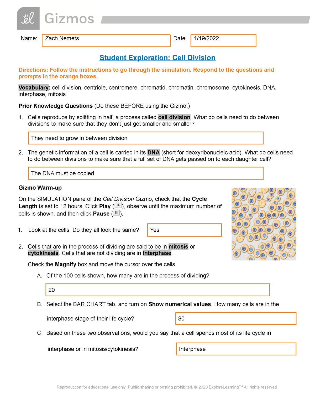 cell-division-gizmo-worksheet-answers-by-bob-name-zach-nemets-date