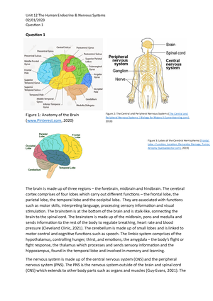 Solved Can You Draft A Reference List For Me On The Endocrine System Unit The Human