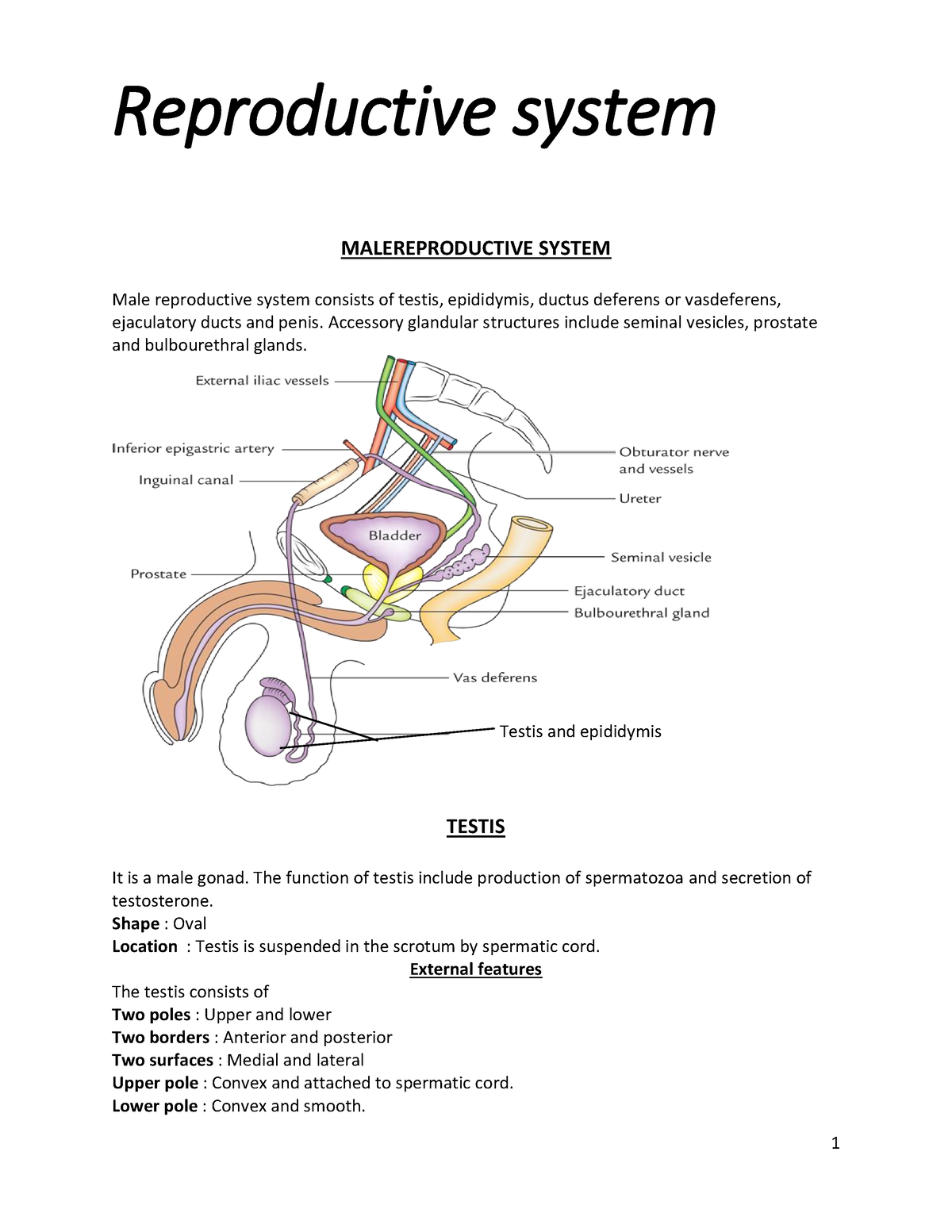 Reproductive system - It's lecture notes - Reproductive system ...