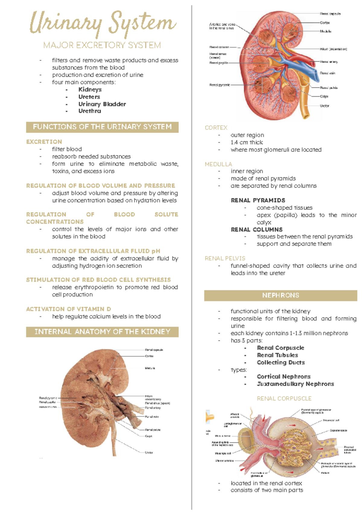 Urinary System Notes Urinary System MAJOR EXCRETORY SYSTEM filters