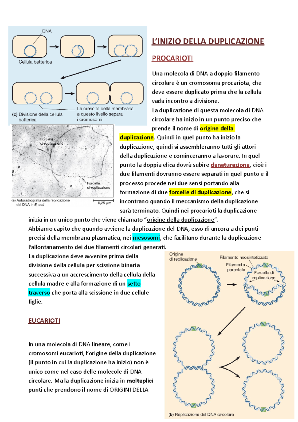Duplicazione DEL DNA - Appunti 1 - L’INIZIO DELLA DUPLICAZIONE ...
