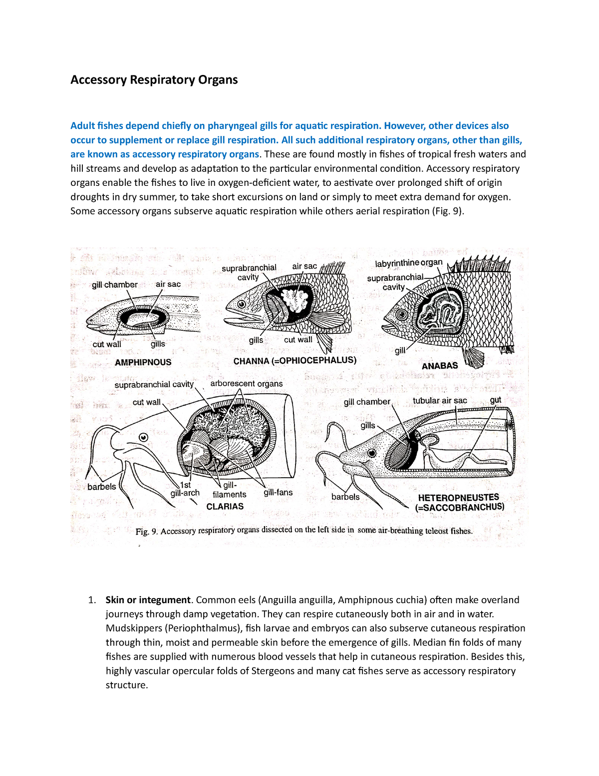 Accesory Respiratory Organs Accessory Respiratory Organs Adult fishes