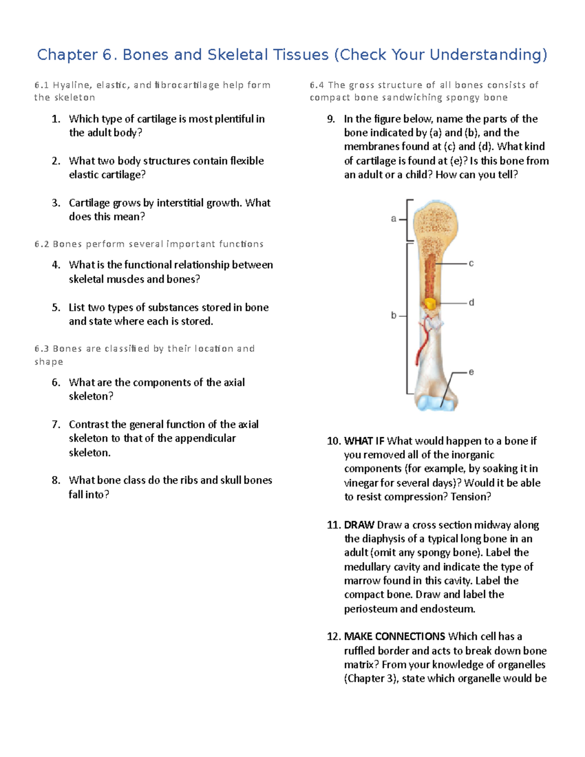 Chapter 6. (Check Your Understanding Questions) - Chapter 6. Bones And ...