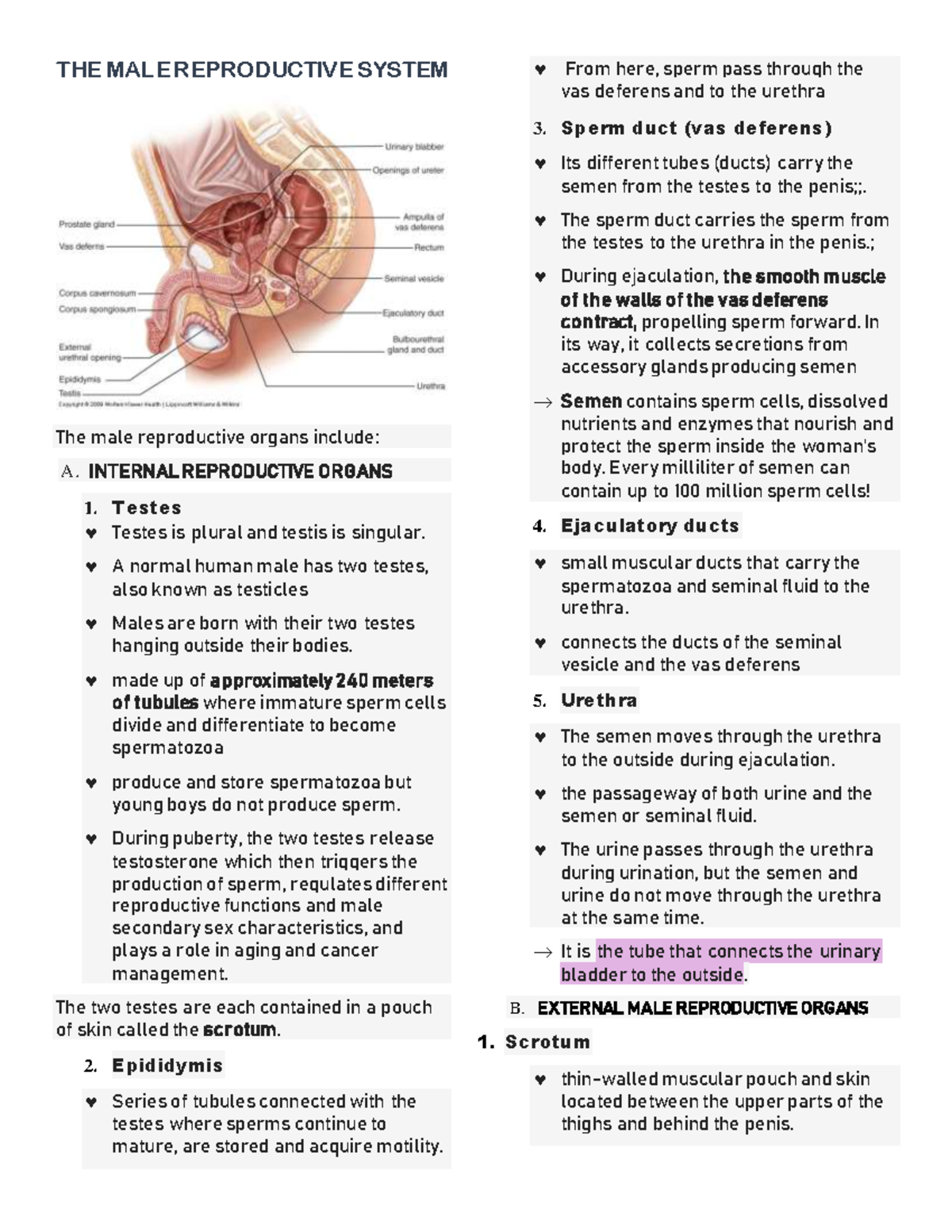 Chapter 2 Male Reproductive System - THE MALE REPRODUCTIVE SYSTEM The ...