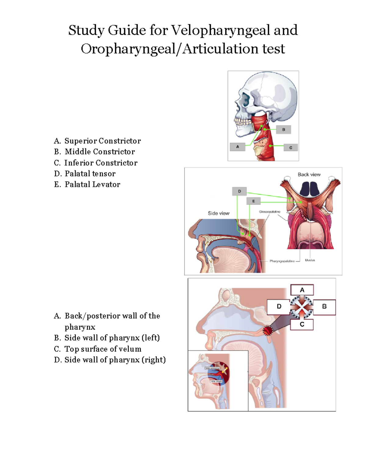 Velopharyngeal and Oropharyngeal Articulation - Study Guide for ...