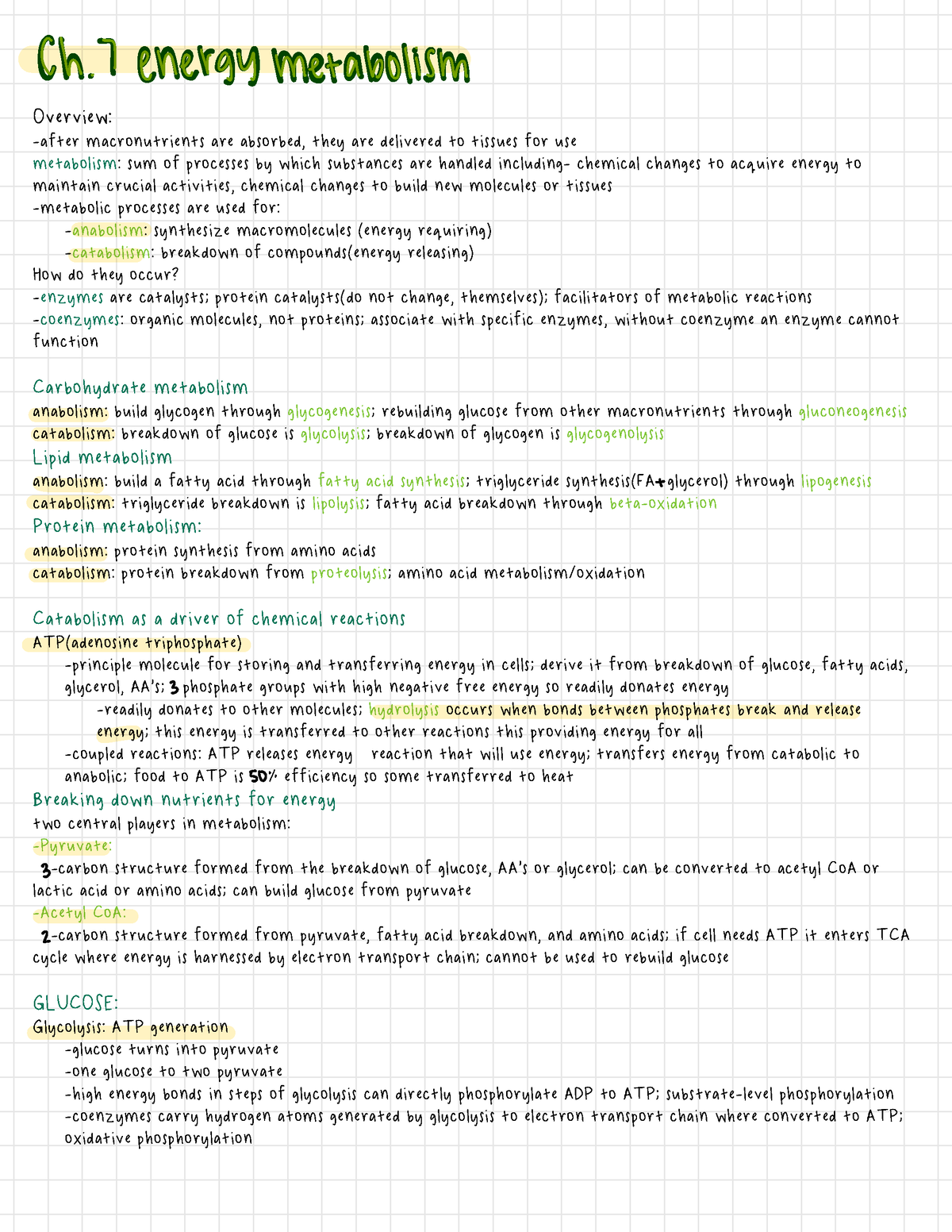 Nutrition Ch. 7 - Overview: -after Macronutrients Are Absorbed, They ...