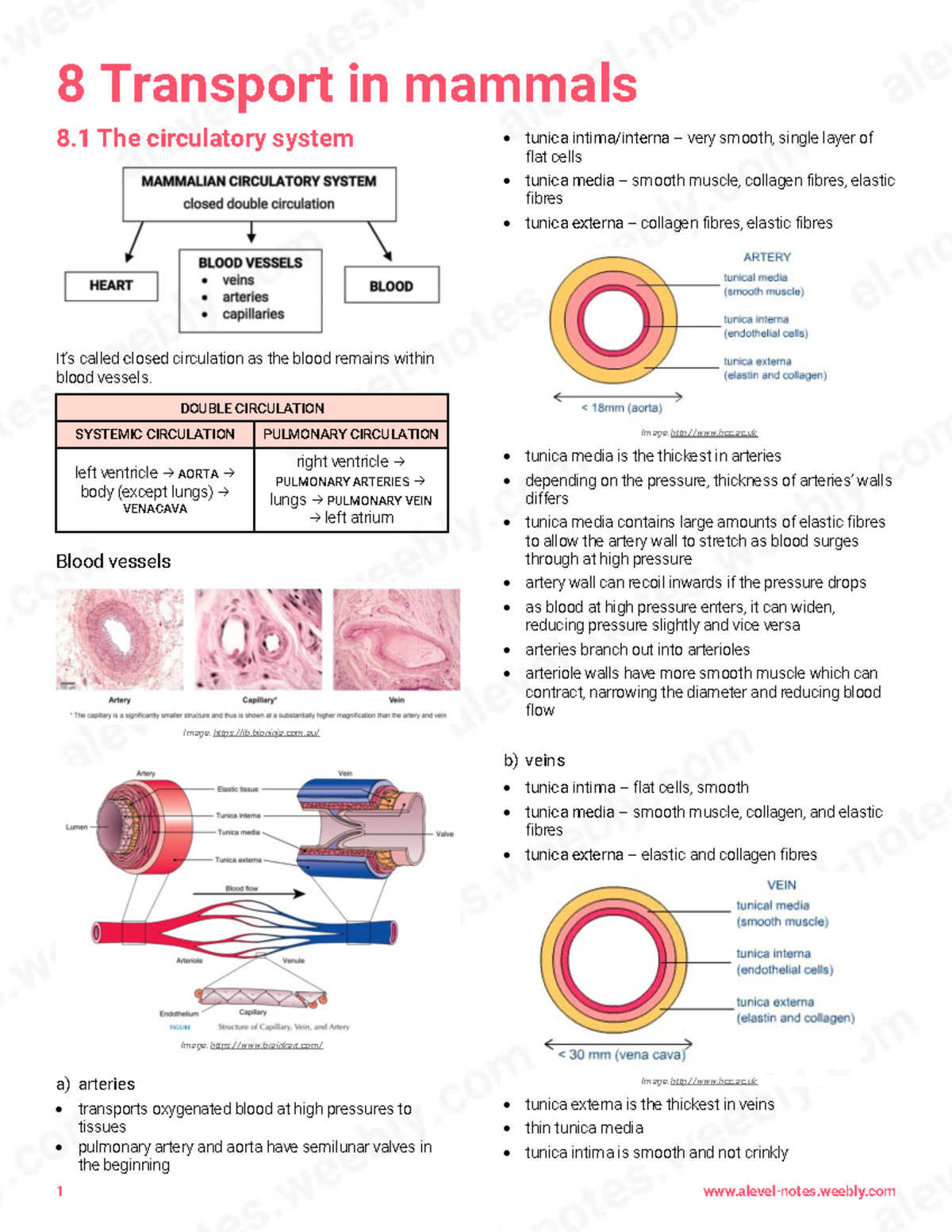 8 transport in mammals - 8 Transport in mammals 8 The circulatory ...