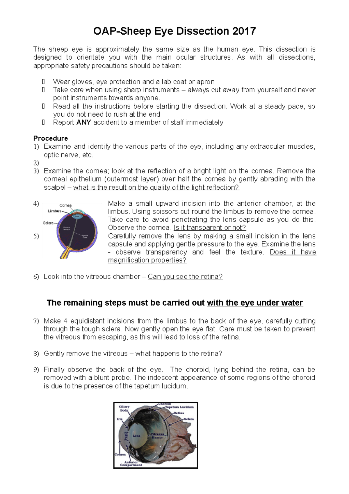 Ophthalmic Anatomy and Physiology A Final Sheep Eye dissection handout