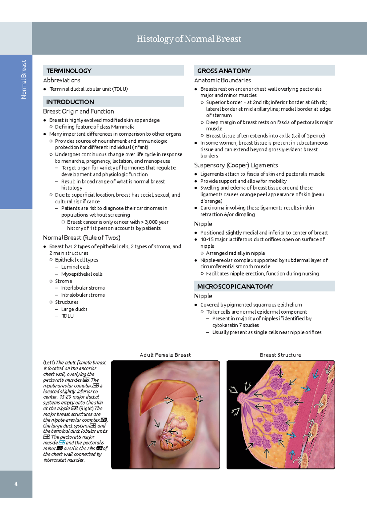 Breastchapter - Normal Breast TERMINOLOGY Abbreviations Terminal ductal ...