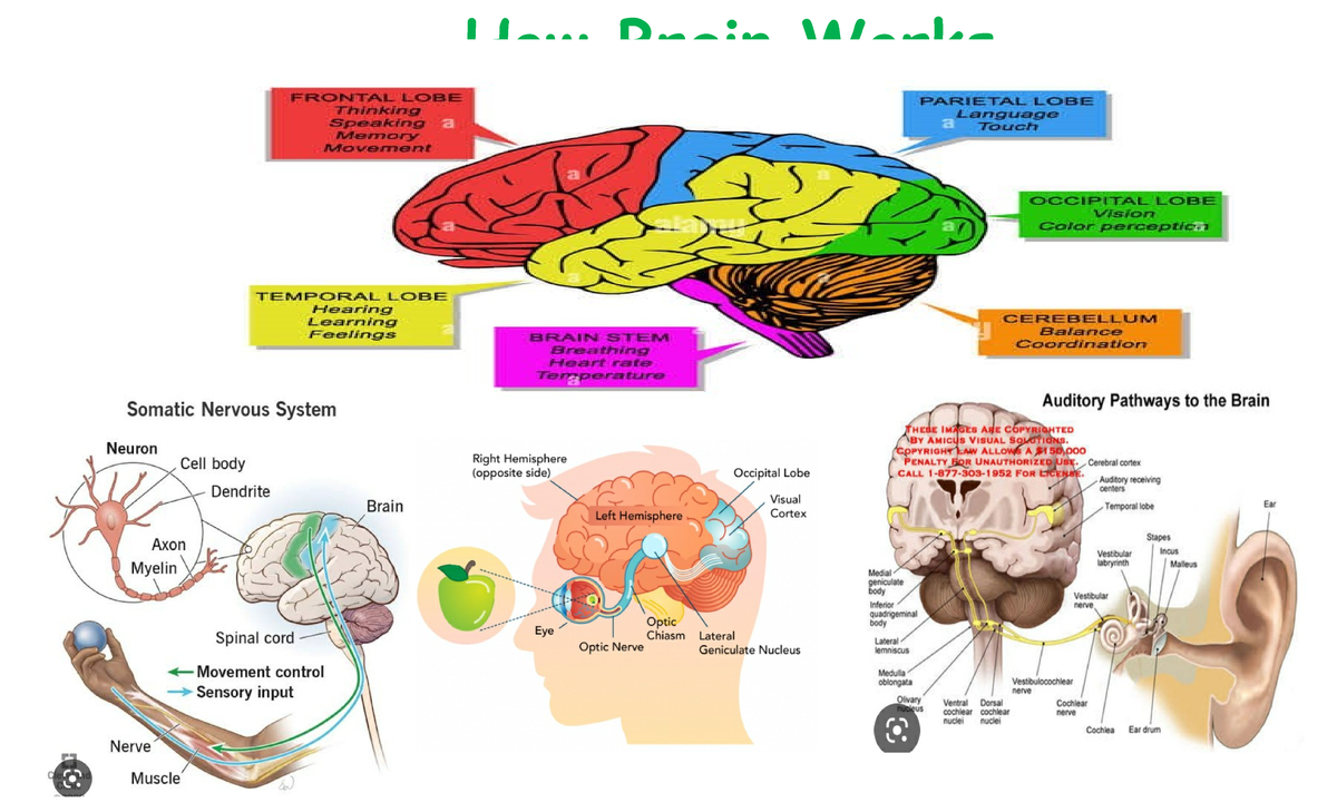 How Brain Works - Drein Wants FRONTAL LOBE PARIETTAL LOBE Thinking ...