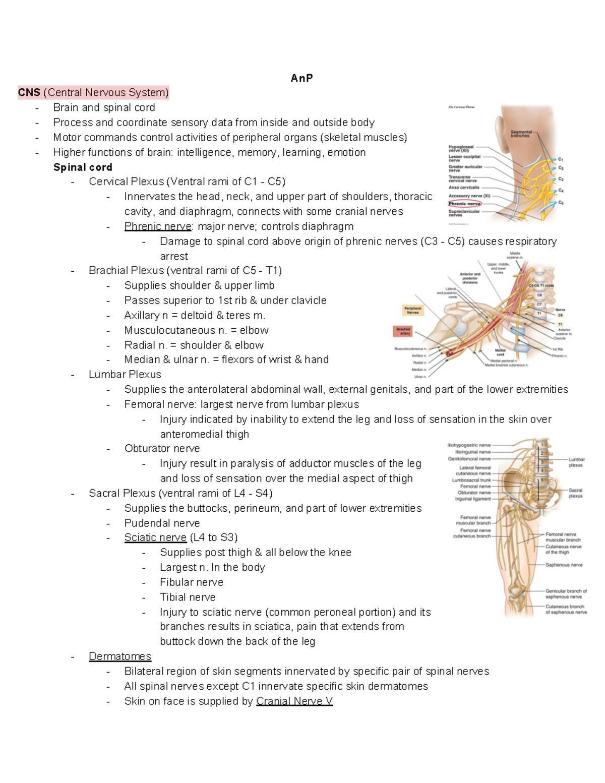 Anatomy Physiology Final - AnP CNS (Central Nervous System) Brain and ...
