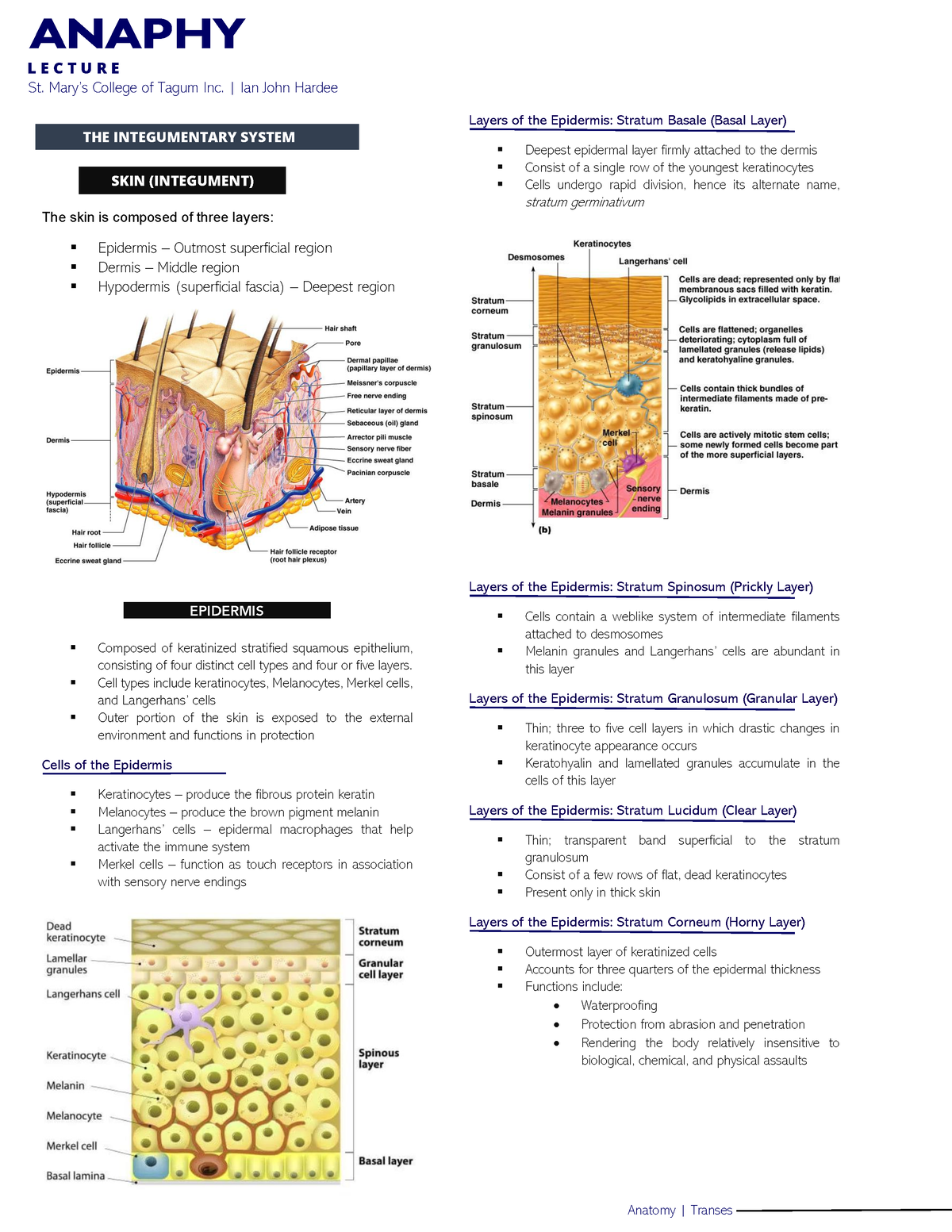 Integumentary-system transes-1 - St. Mary’s College of Tagum Inc. | Ian ...