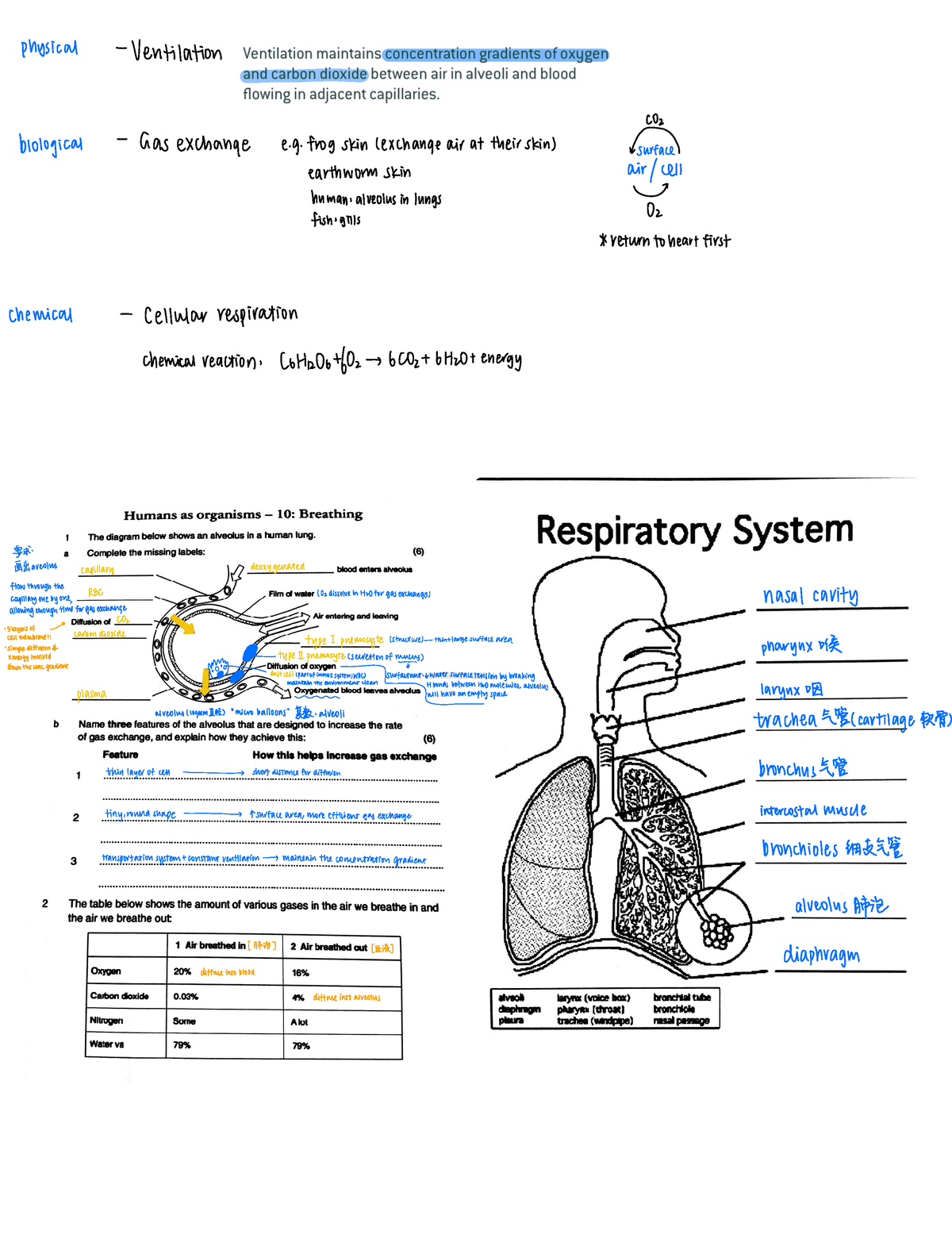 Bio notes 6.4 human respiratory system - physical Ventilation CO ...