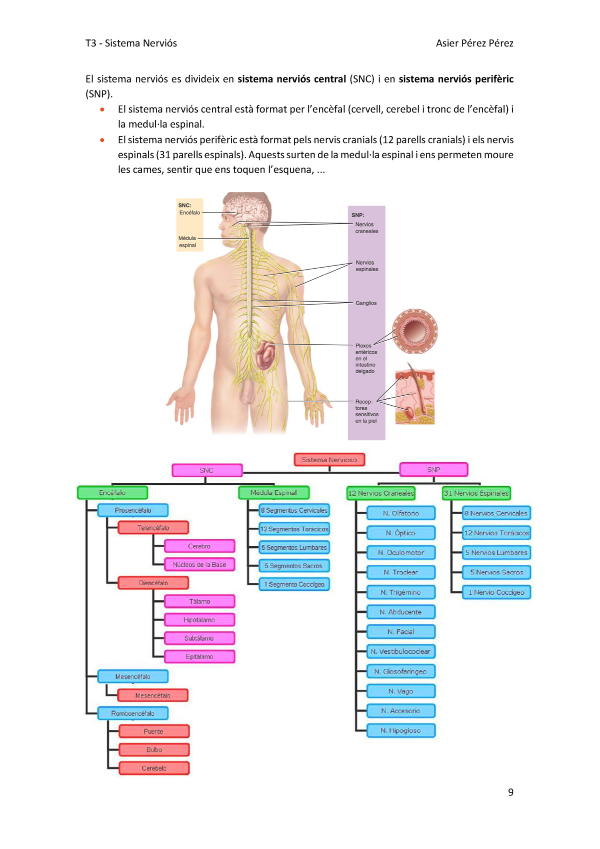 T Sistema Nervios Sistema Nervioso El Sistema Nervi S Es Divideix En Sistema Nervi S