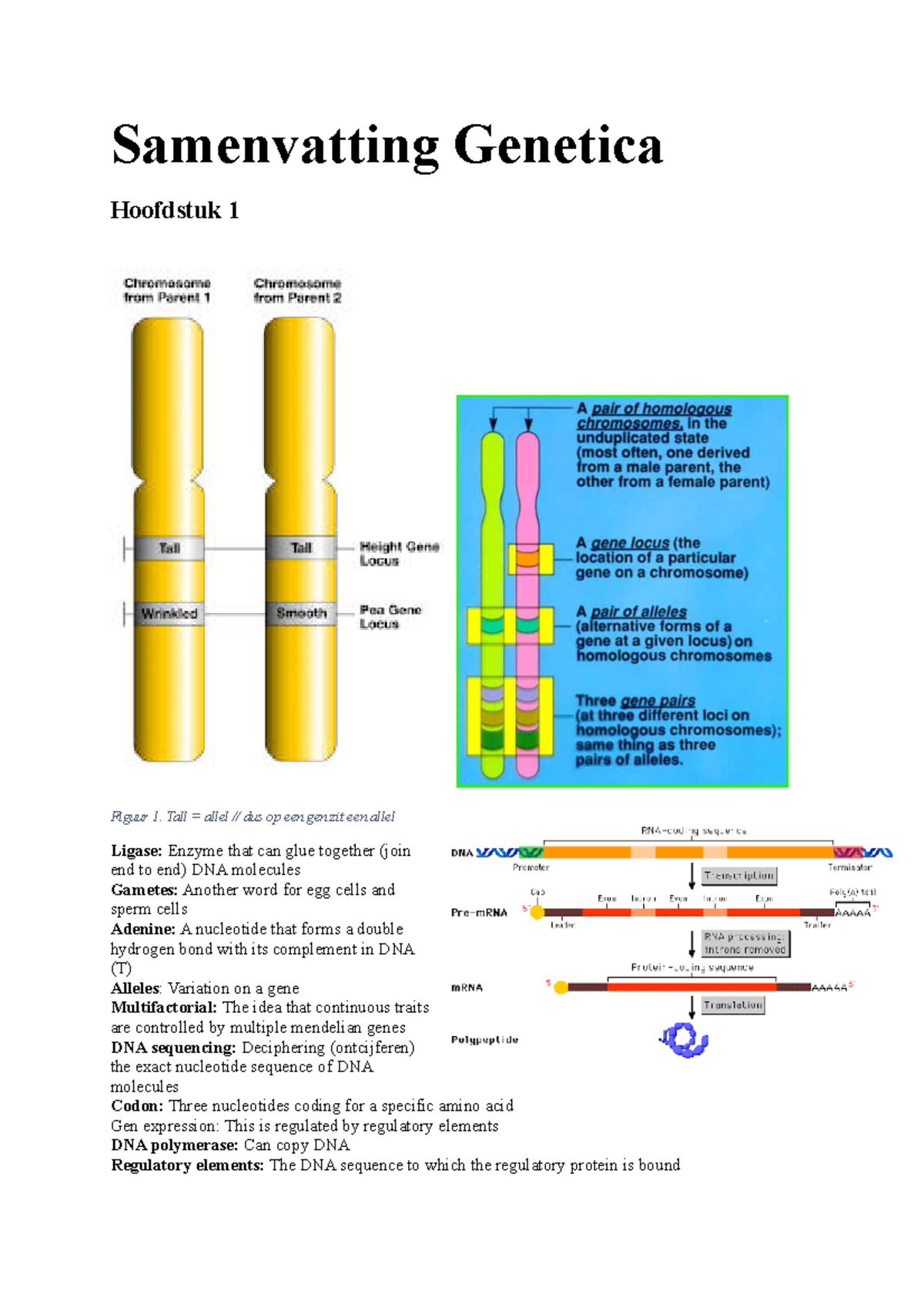 Samenvatting Genetica - Samenvatting Genetica Hoofdstuk 1 Figuur 1 ...