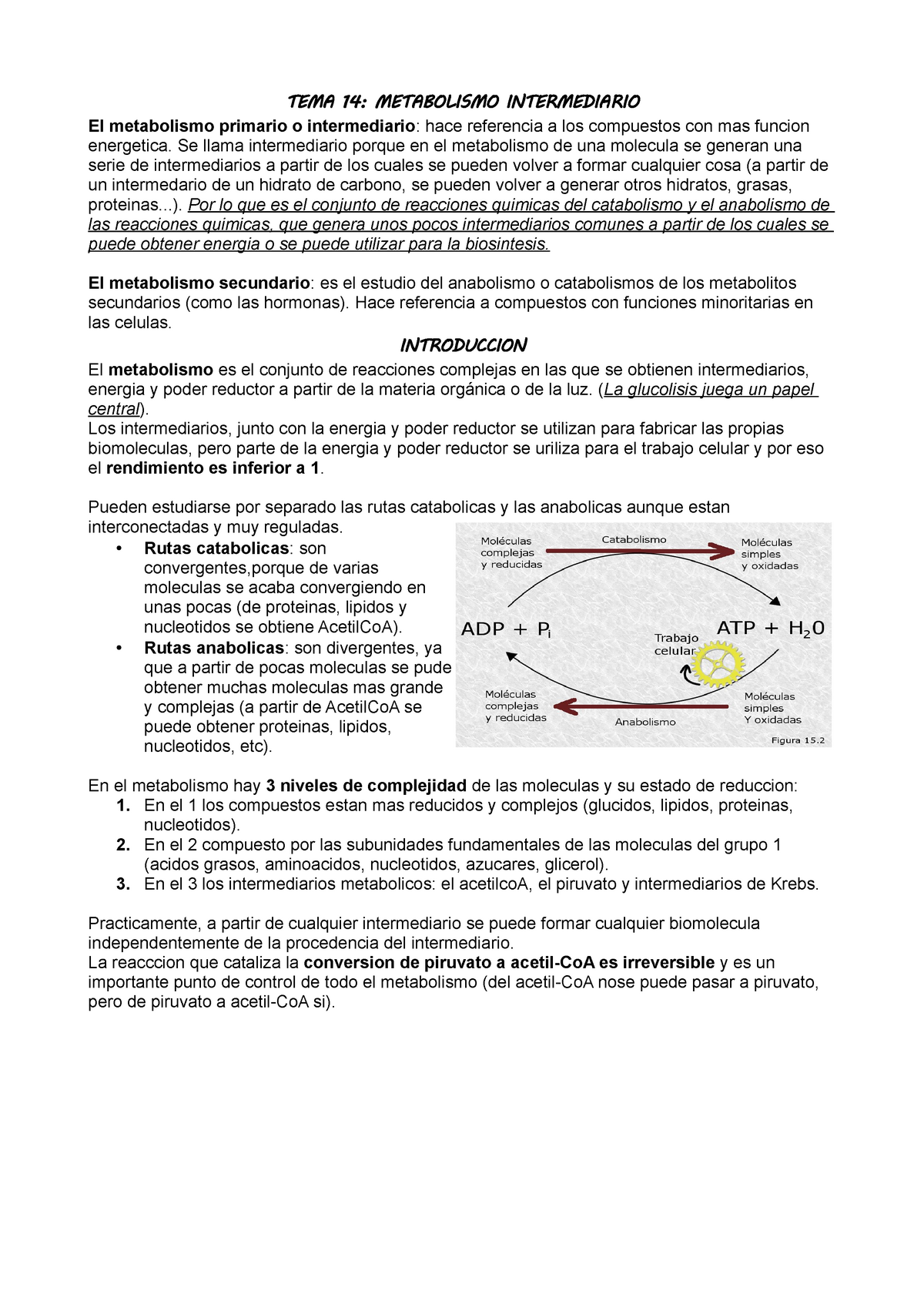 metabolismo del acetil coa