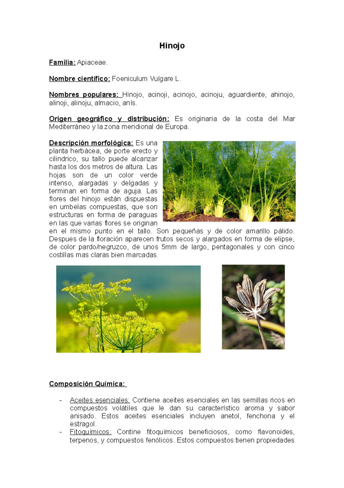 Ficha Técnica - Hinojo - Hinojo Familia: Apiaceae. Nombre científico ...