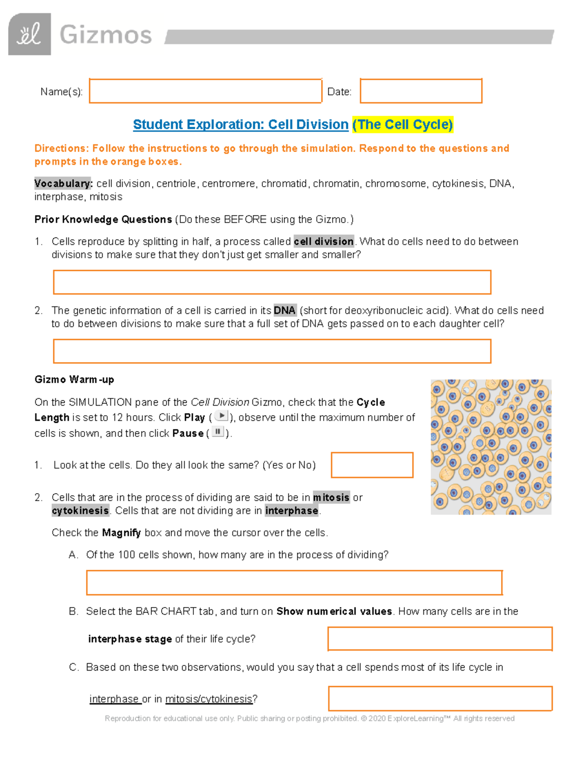 Zoya Nabeel - LAB - Gizmo The Cell Cycle - Name(s): Date: Student ...