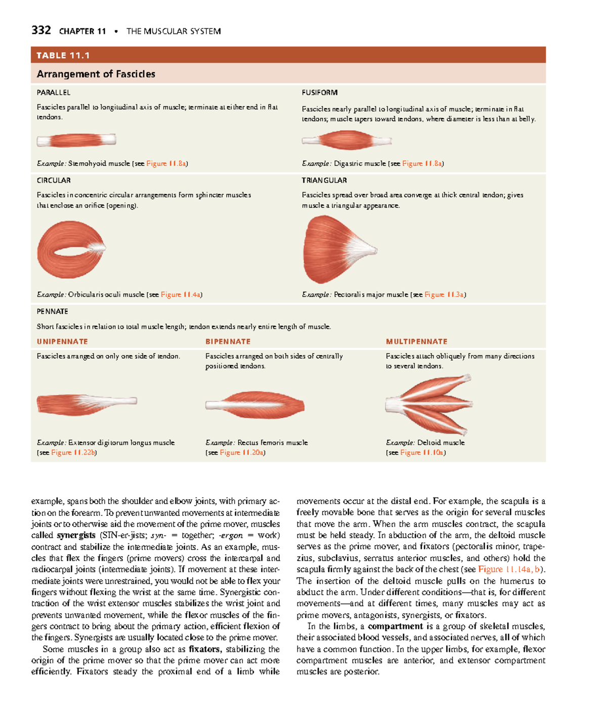 Anatomyand Physiology-122 - 332 CHAPTER 11 • THE MUSCULAR SYSTEM ...