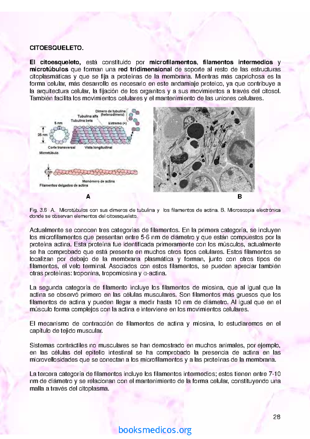 Celula - Citoesqueleto Histologia Celulas Y Tejidos - 28 CITOESQUELETO ...