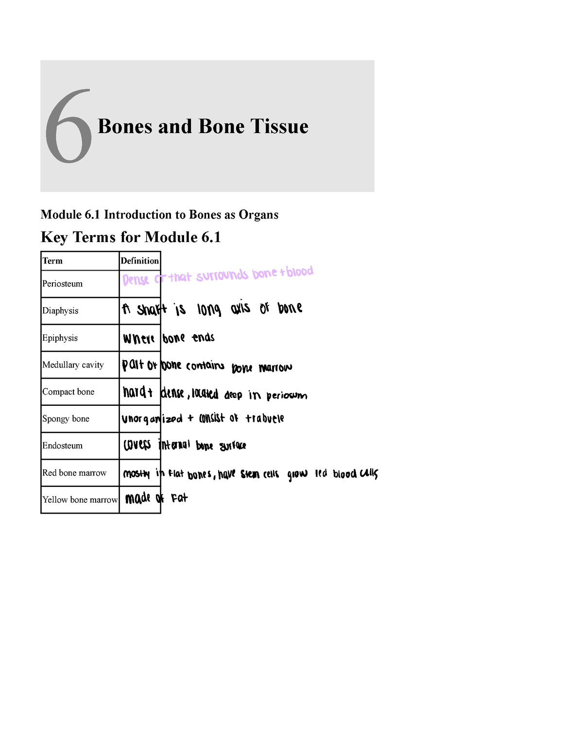 Chapter+6+-+Bones+and+Bone+Tissue - 6 Bones And Bone Tissue Module 6 ...