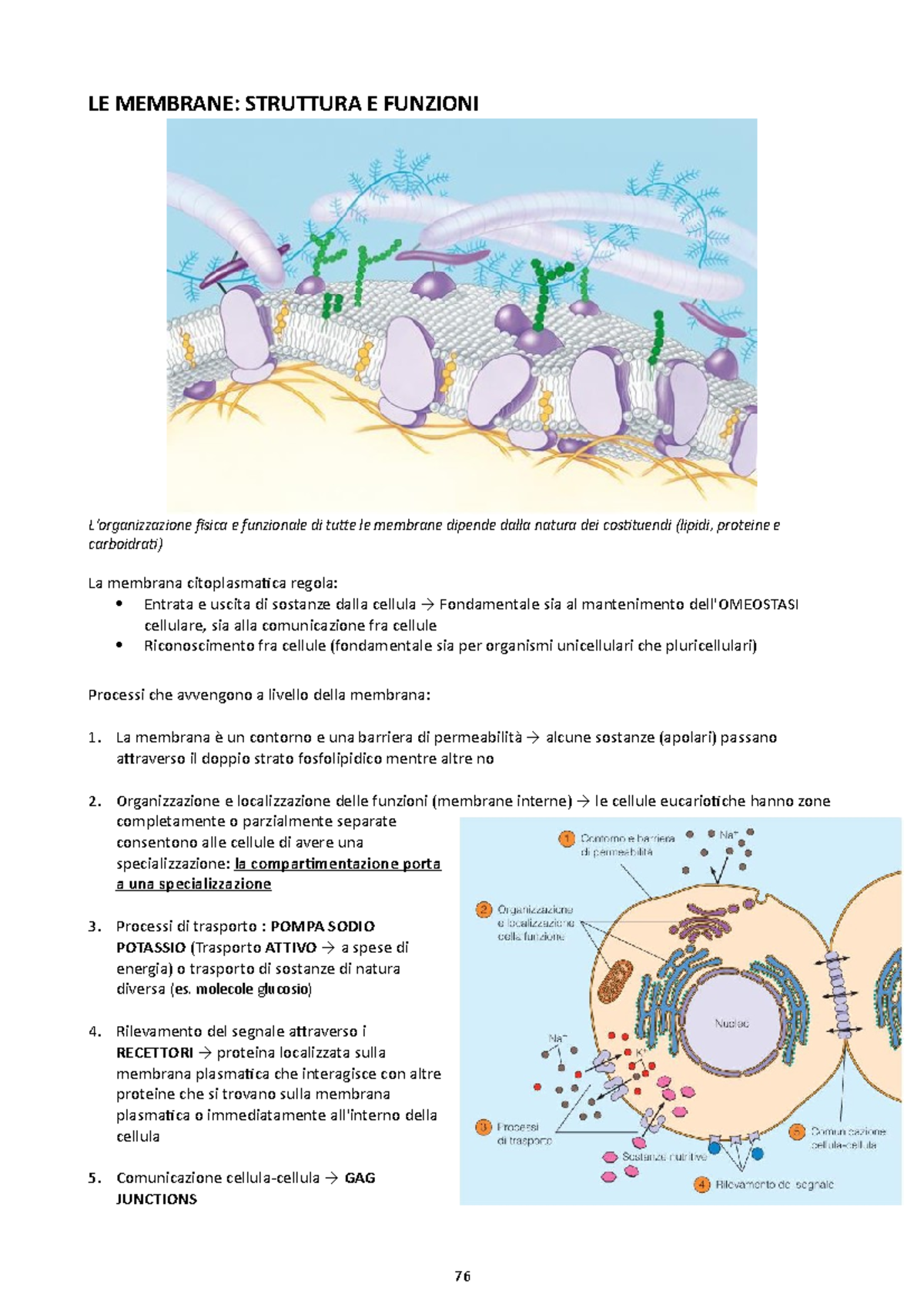 4-LE Membrane Cellulari - LE MEMBRANE: STRUTTURA E FUNZIONI Fisica E ...