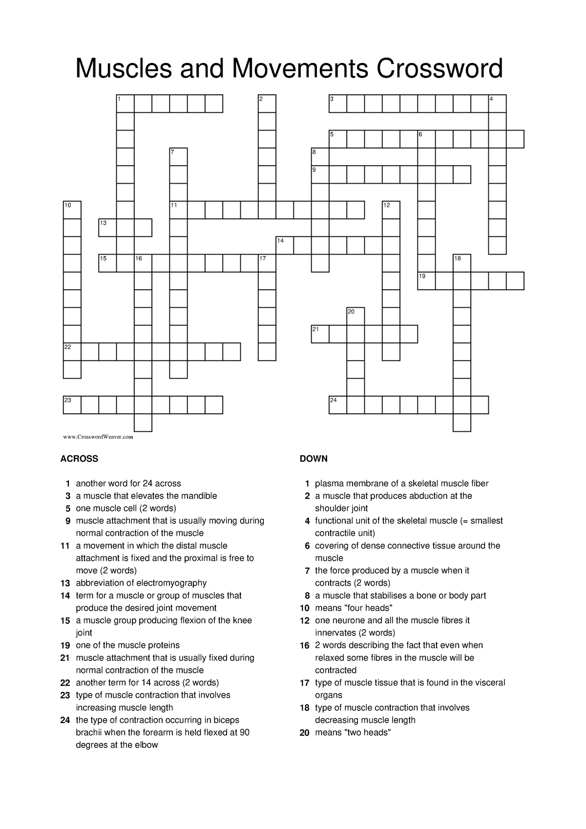 Muscular system crossword Muscles and Movements Crossword 1 2 3 4 5 6